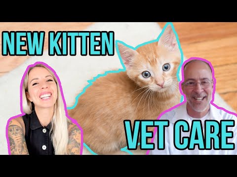 My Vet Shares Tips for Newly Adopted Kittens