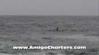 preview picture of video 'Depoe Bay Killer Whales'