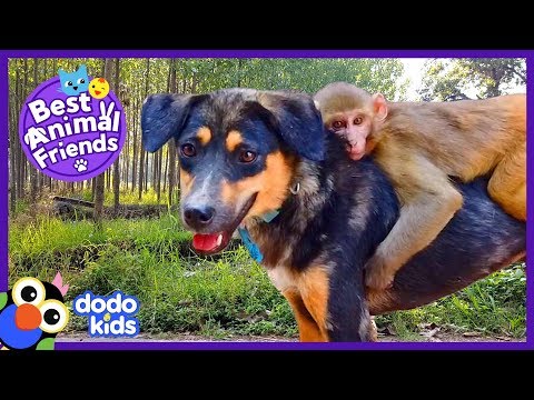 Avni le singe se promène sur le dos de son meilleur ami chien | vidéos animaux pour enfants | dodo kids