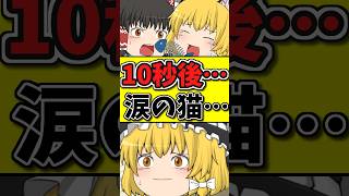 10秒後･･･食べるものがない猫が涙を流し、そして･･･ #shorts #博麗霊夢 #ゆっくり茶番劇