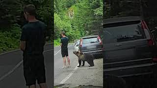 Bear Cub Sneaks Up On Man Beside Road