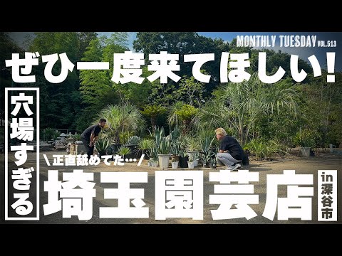 園芸 アガスタッシュ