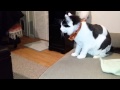 Tuxedo Cat Fighting With Husky Puppy