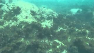 preview picture of video 'Congo Bongo Beach Manzanillo and Punta Uva Beach Snorkeling'