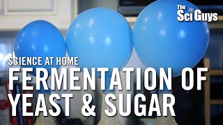 Fermentation of Yeast & Sugar - The Sci Guys: Science at Home