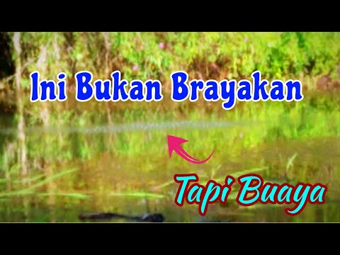 Tanda Keberadaan Buaya Rawa || Buaya Muncul Lagi