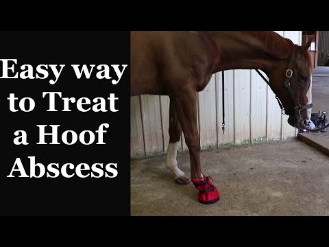 How to: SOAK and WRAP your Horse's Hoof Abscess
