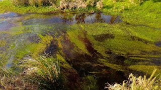 Relax - Crystal Stream Flowing Over Lush Underwater Plants at the Forest 🌿💧