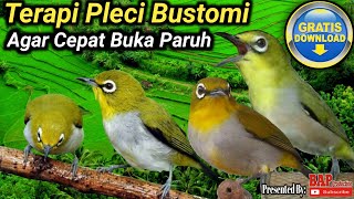 Download lagu TERAPI PLECI BUSTOMI AGAR PLECI CEPAT BUKA PARUH mp3