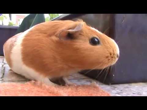 my guinea pig "KVIKO"