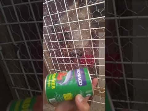 أحسن أكلة للقطط صحية وبتمن بسيط جدا. للقطط الصغار والكبار