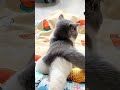 Sex Baby Foryou Cat Cute Shorts