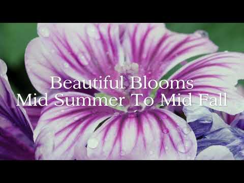 Malva Sylvestris Zebrina