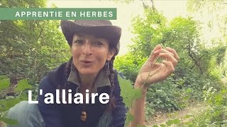 L'alliaire : plante au goût d'ail à mettre dans les sandwitch