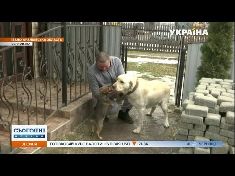 У Верховині лабрадор прихистив цуценя. ВІДЕО