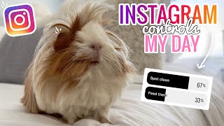 Instagram Followers Control My Day | PET EDITION