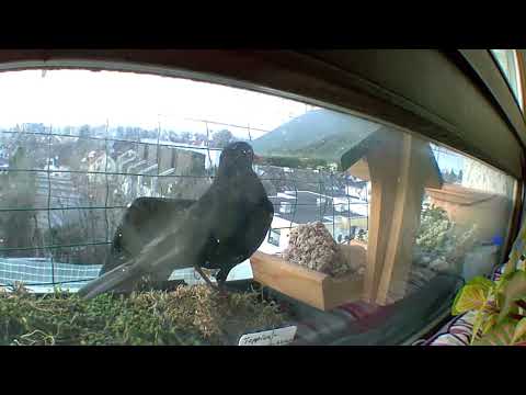 Amsel Franzl  - Frühstück im 6.Stock