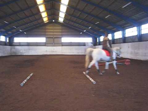 Lockere Stangenarbeit im Trab   27 12 2016   MVI 9247