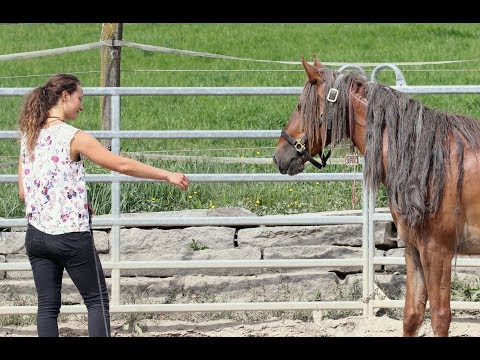 [Magical] Mustang Feenja building up trust in humans.. Mustang Makeover Germany 2018