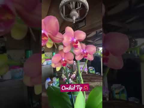 , title : 'Orchid Tips 🌺 Sound ON #orchids #orchidcare #orchidlovers'