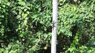 2015-08-14 Water Monitor climbing a tree, Ubud, Bali