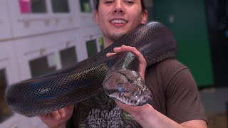 20 ft Giant Rainbow Snake