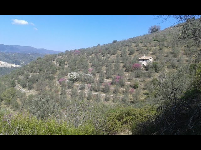 Arrone: small tower to be finished with a large olive grove and splendid panoramic views