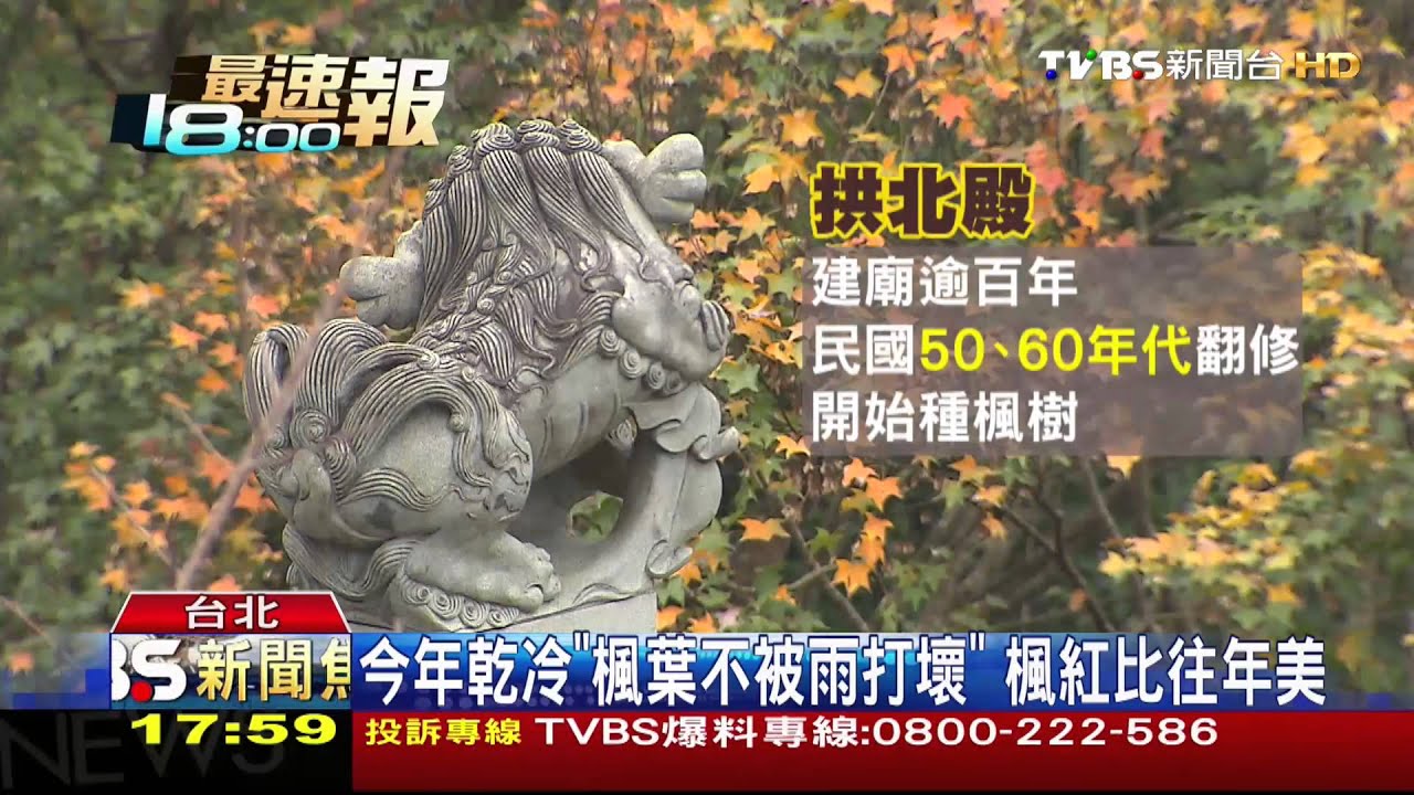賞楓秘境! 汐止拱北殿600棵楓樹開始紅了