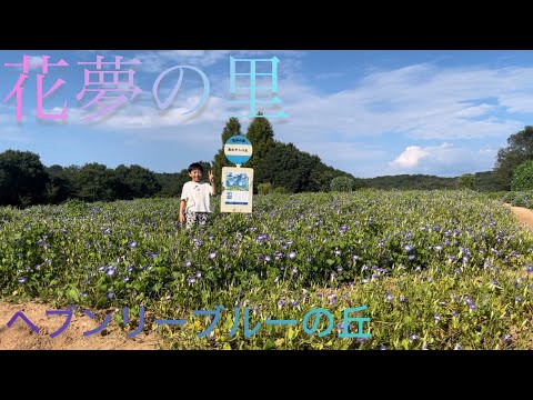 ビアードフラワー「ヘブンリーブルー」 植物