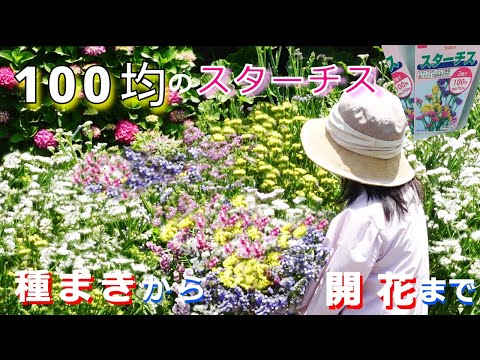 スターモス、千枚通しのマストワート 植物