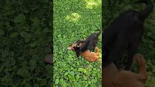 Video preview image #1 Airedale Terrier-Unknown Mix Puppy For Sale in Wheaton, IL, USA