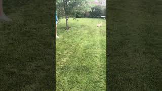Video preview image #1 Toxirn Puppy For Sale in Westmont, IL, USA