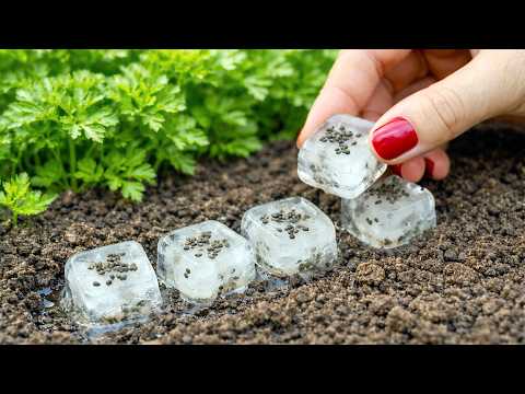 Stop Sowing Parsley the Hard Way! 3 Hacks for a Lush Harvest with NO Back Pain & NO Thinning! 🌿