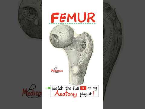 Anatomy of the Femur - Hip Bone - Lower Limb (Lower Extremities)…#anatomy #biology #nurse #doctor
