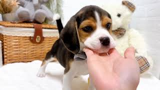 ビーグルの動画02