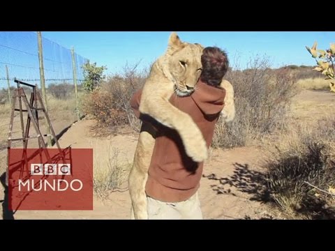 El conmovedor abrazo de una leona al hombre que la rescató