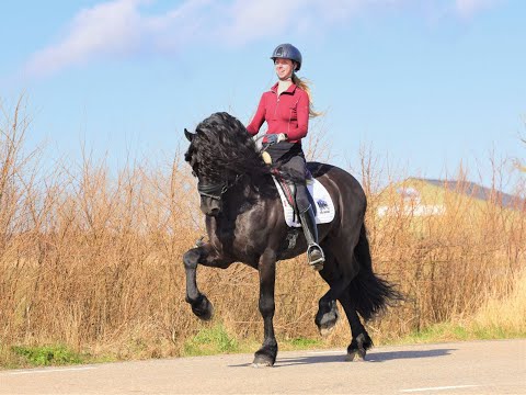 Stal Okkema's Ymte - Tsjalle x Harmen - Star Stallion - 2015 - 1.63m