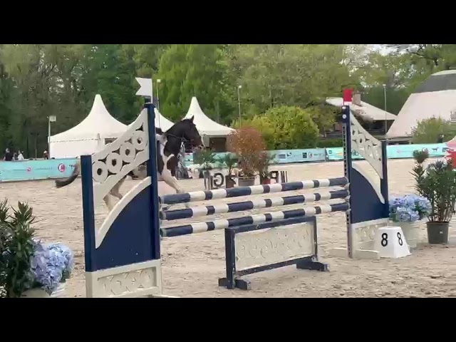 Magnifique Jument pie origines sport de 6 ans 