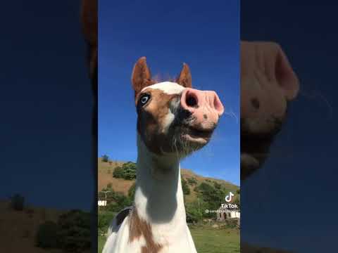 🐎Adorable Foal🎶Whinny