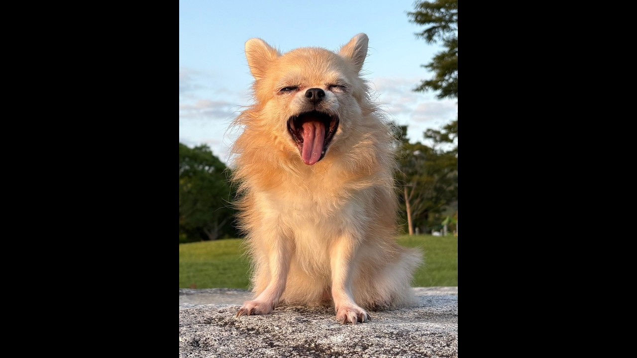 メメ保育犬の現在
