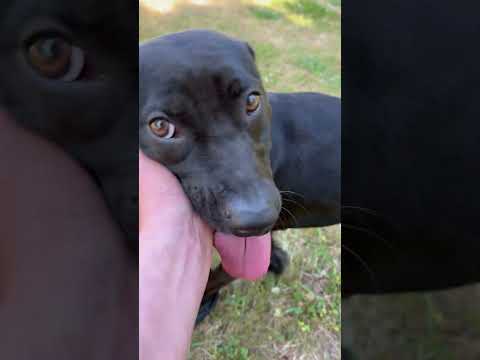 Max, an adoptable Patterdale Terrier / Fell Terrier & American Staffordshire Terrier Mix in Tigard, OR_image-1