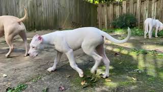 Mata Dogo Argentino the puppies playing outside