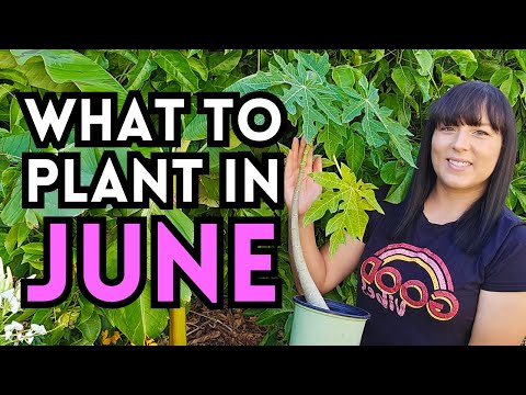 Everything You Can Plant Right NOW In JUNE For A Summer Garden Harvest - Heat Tolerant Summer Garden