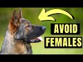 7 Reasons You SHOULD NOT Get A Female German Shepherd