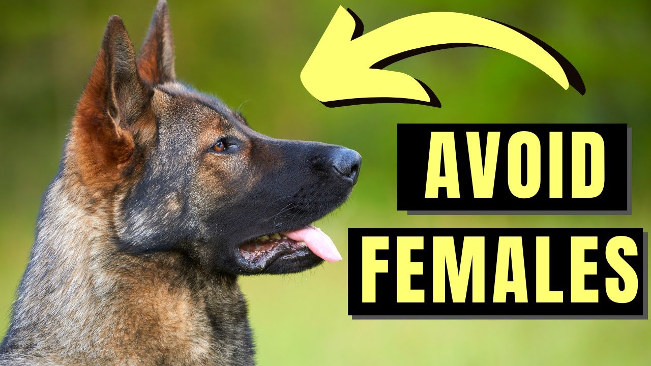 7 Reasons You SHOULD NOT Get A Female German Shepherd