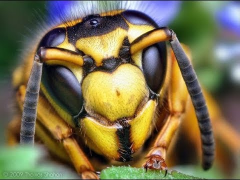 Вы Боитесь Осу Шершня Vespa crabro? Чудо-Юдо Шершень - Друг или Враг?