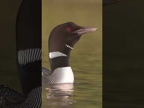 Loons calling on a lake in Maine