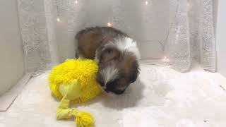 シーズーの動画01