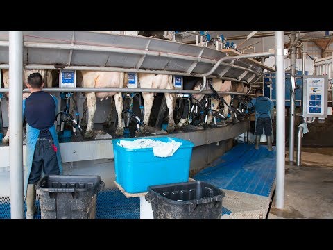 Ферма Дэвида Берроуз в Великобритании – Современные методы в животноводстве
