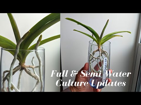 Full & Semi Water Culture Orchid Updates | Vanda & Dendrobium in FWC & SWC